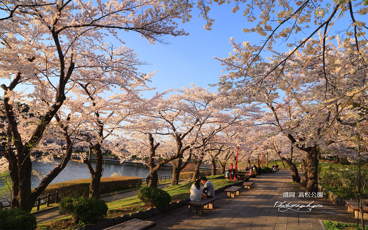 高松公園の桜 壁紙