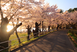 高松公園の桜