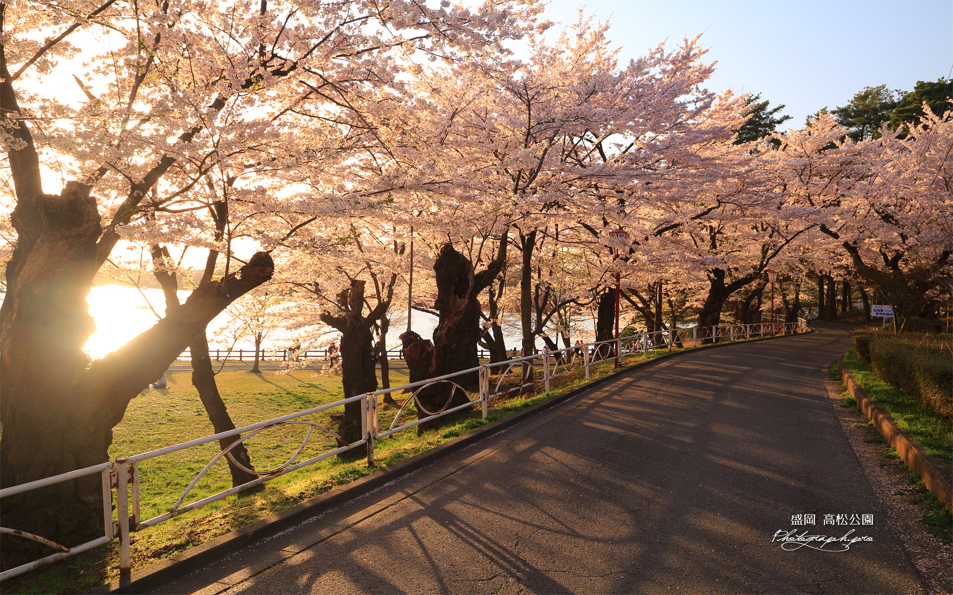 高松公園の桜