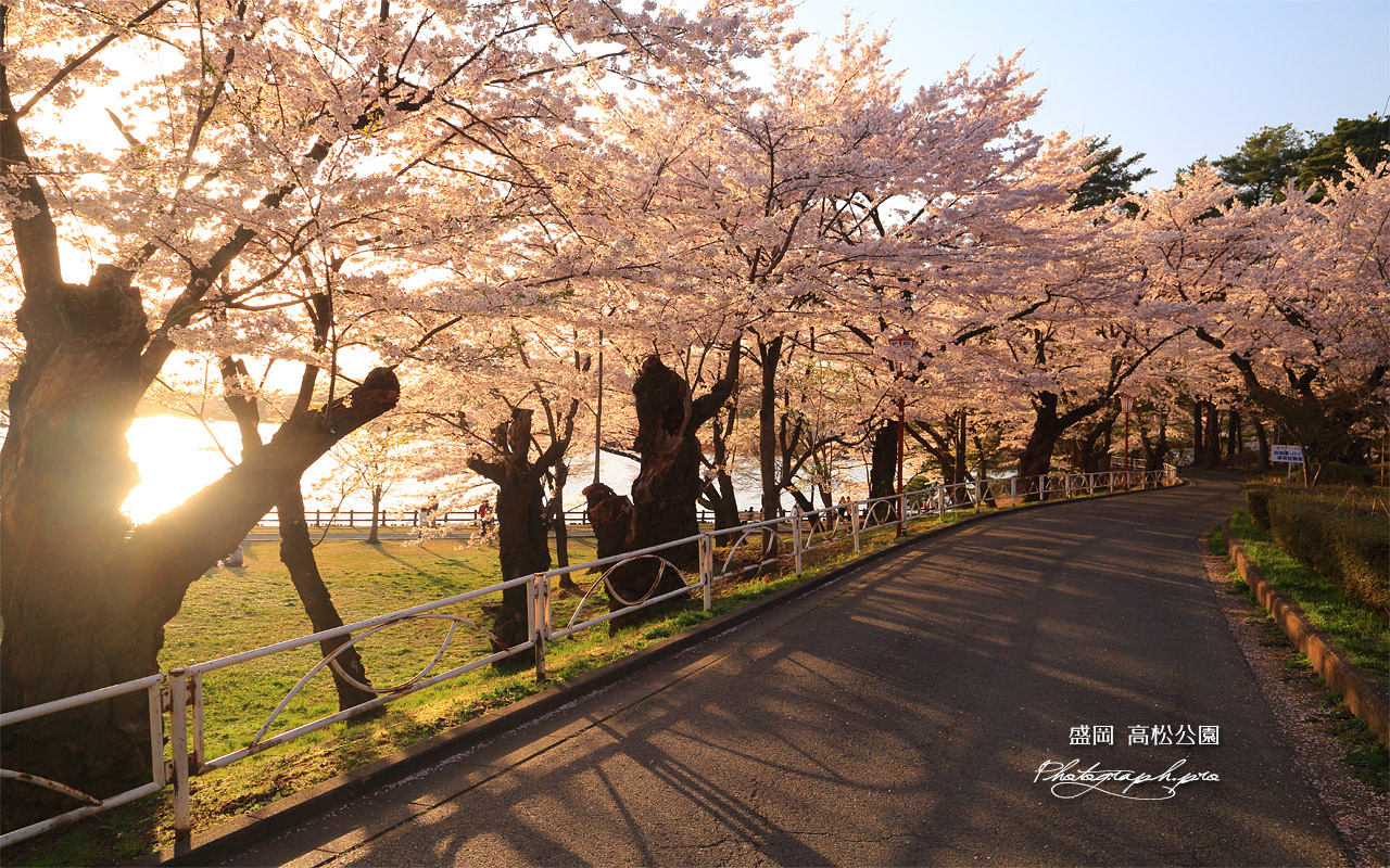 高松公園の桜 壁紙