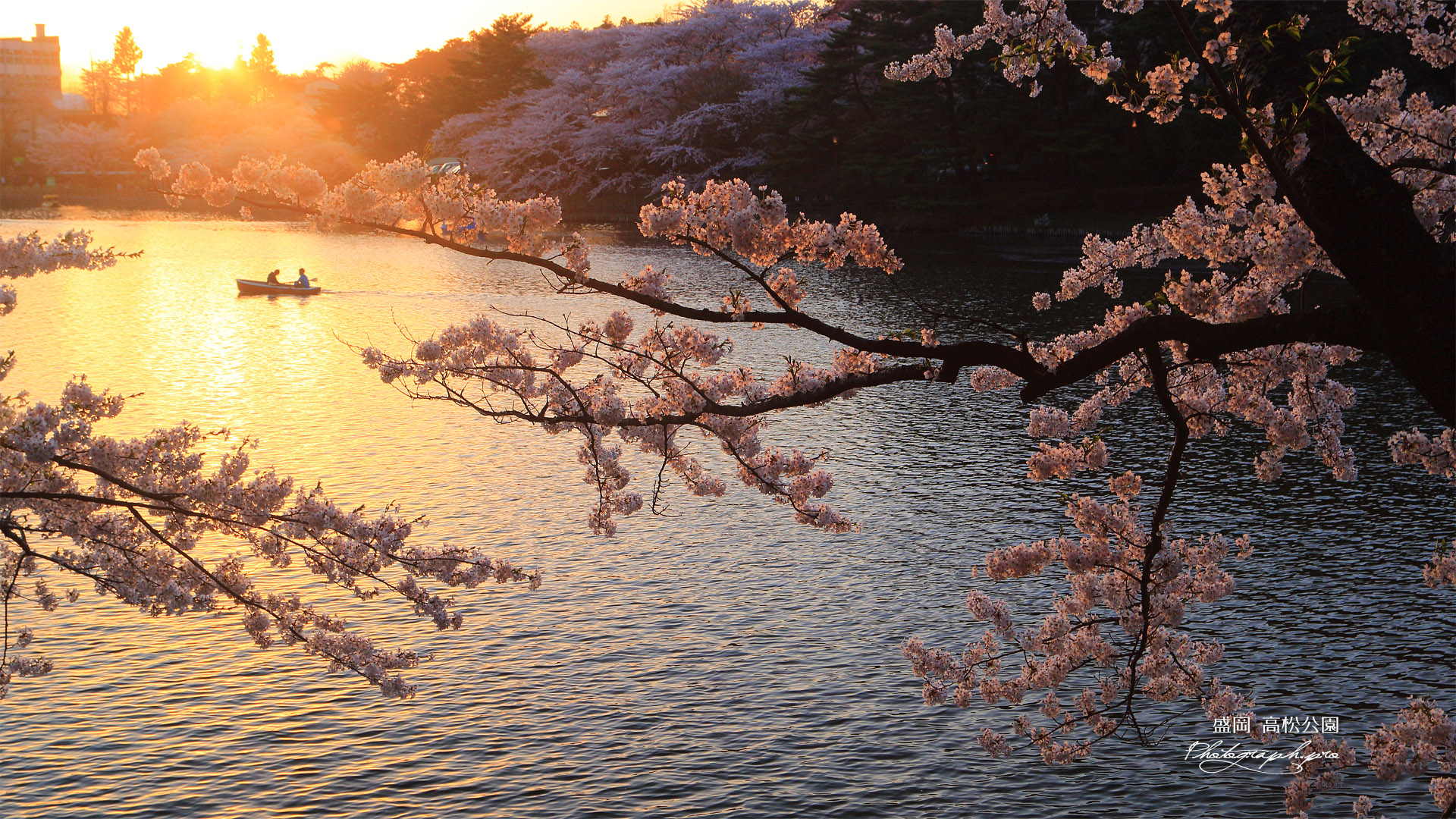 高松公園の桜