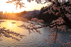 高松公園の桜