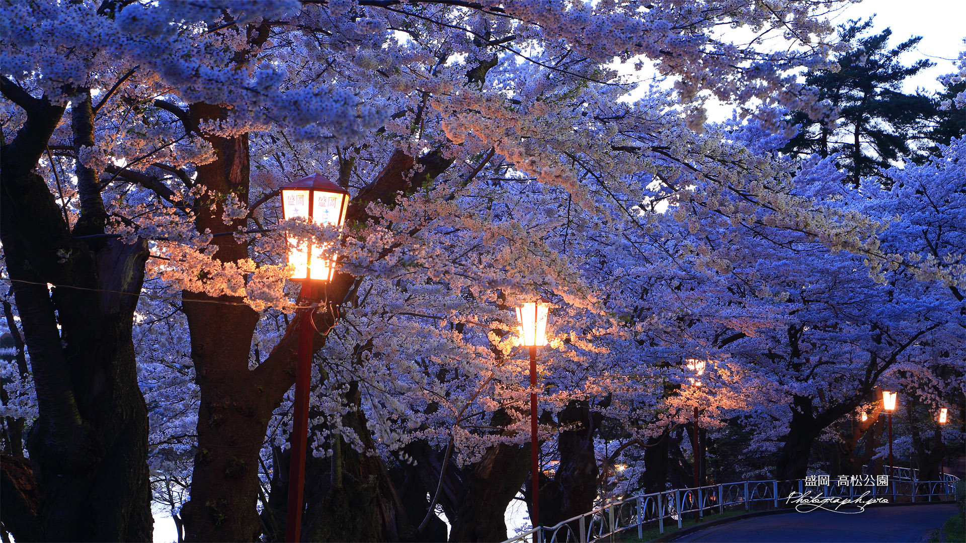 高松公園の桜