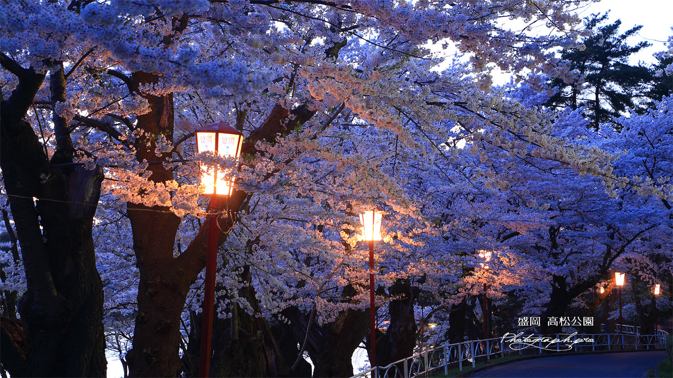 高松公園の桜 壁紙