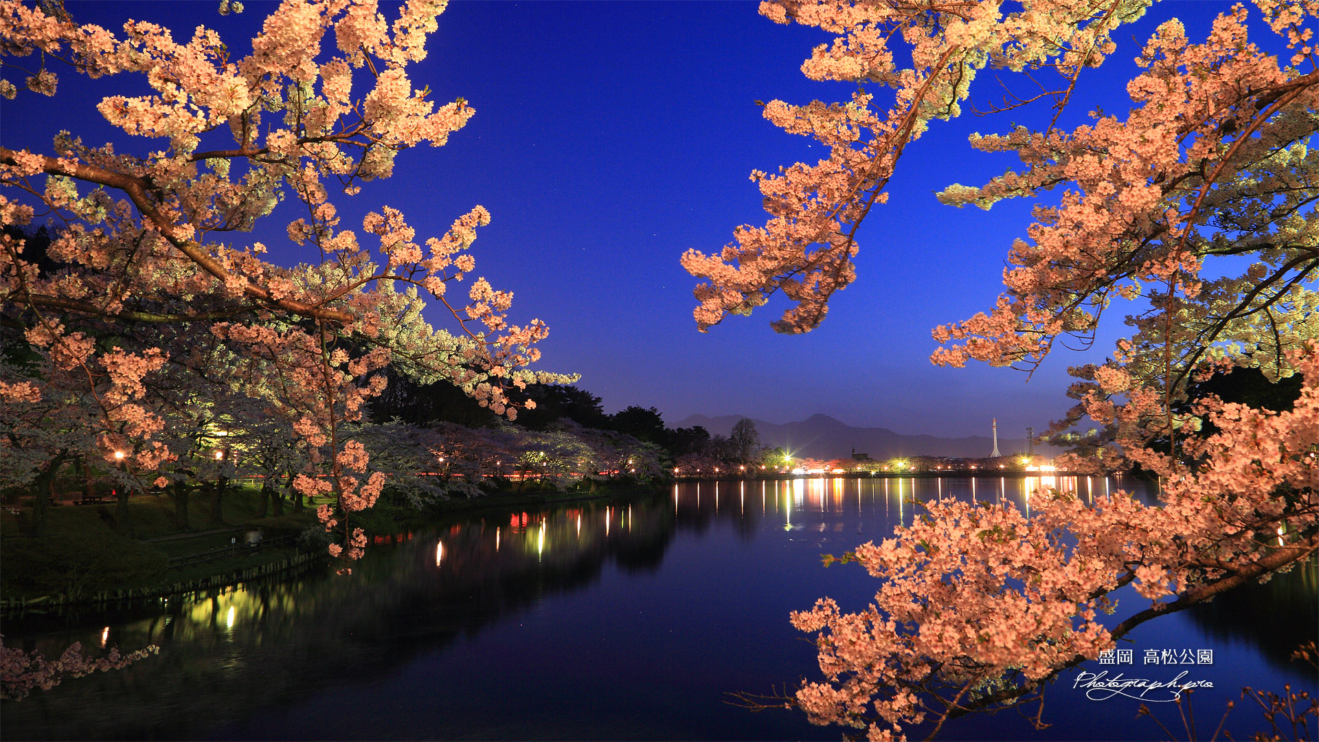 高松公園の桜