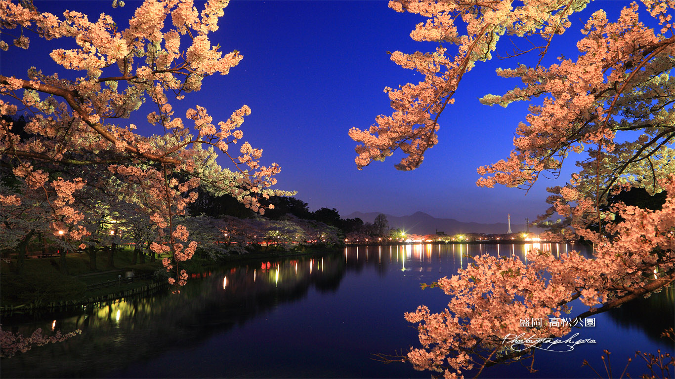 高松公園の桜 壁紙