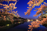 高松公園の桜