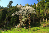 諏訪神社の千歳桜