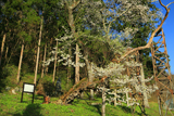 諏訪神社の千歳桜