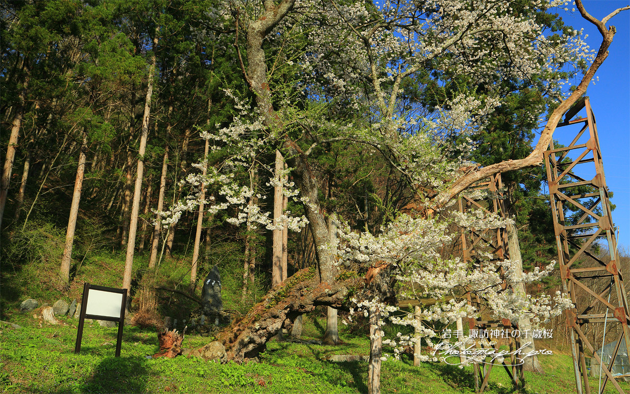 諏訪神社の千歳桜 壁紙