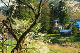 諏訪神社の千歳桜
