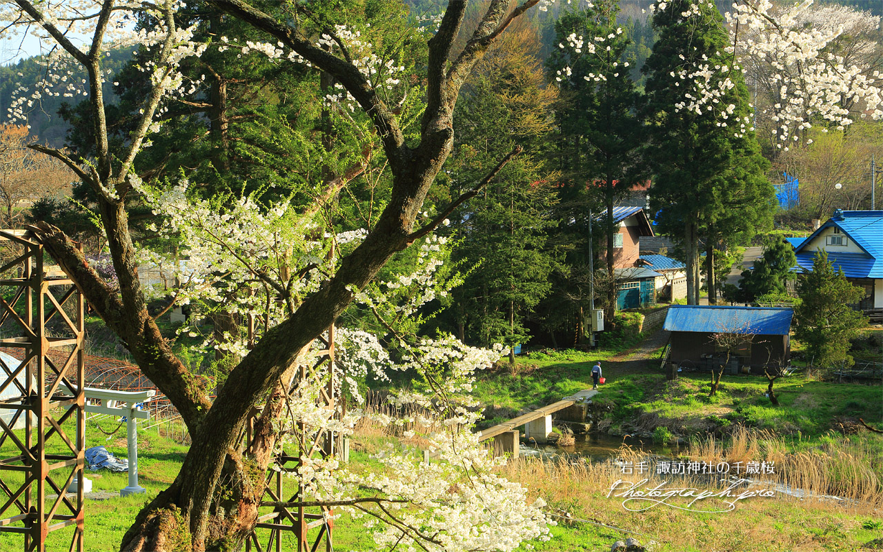 諏訪神社の千歳桜 壁紙