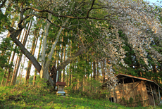 秋葉のカスミ桜