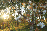 秋葉のカスミ桜
