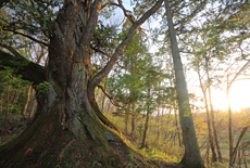 毒沢のサワラと桜の寄木