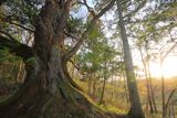 毒沢のサワラと桜の寄木