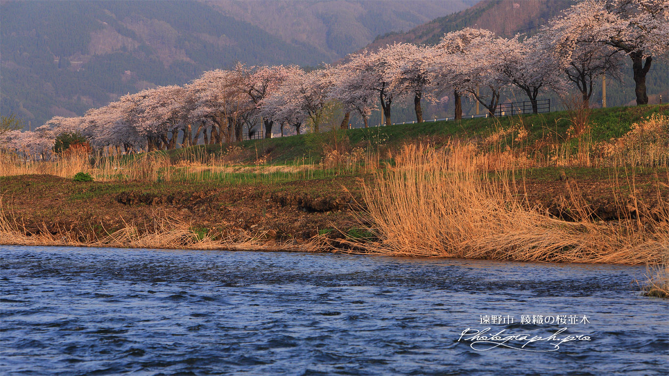 遠野市 綾織の桜並木 壁紙