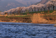 綾織の桜並木