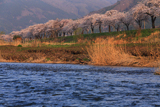 綾織の桜並木