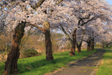 遠野市 綾織の桜並木