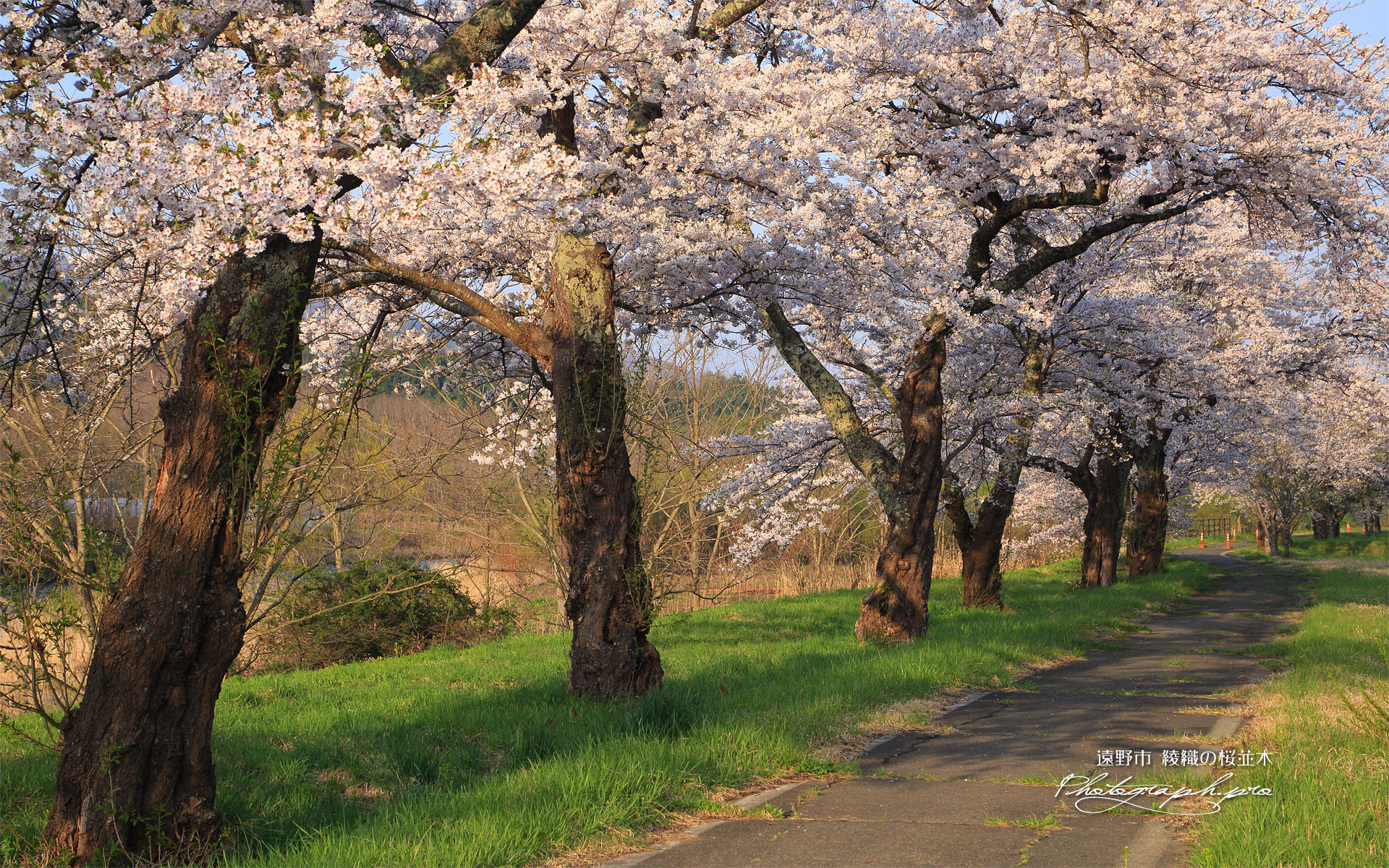 遠野市 綾織の桜並木
