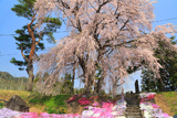 阿曽沼公歴代碑のしだれ桜