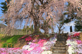 阿曽沼公歴代碑のしだれ桜