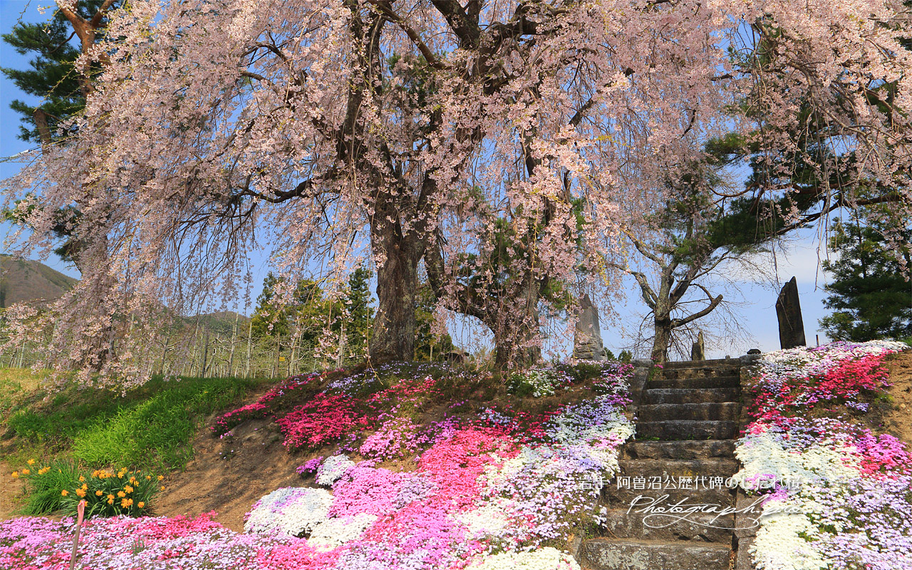 阿曽沼公歴代碑のしだれ桜 壁紙