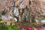 阿曽沼公歴代碑のしだれ桜