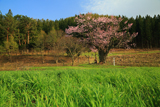 大洞のヤマザクラ