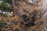 杉生桜