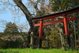 篠神社の桜
