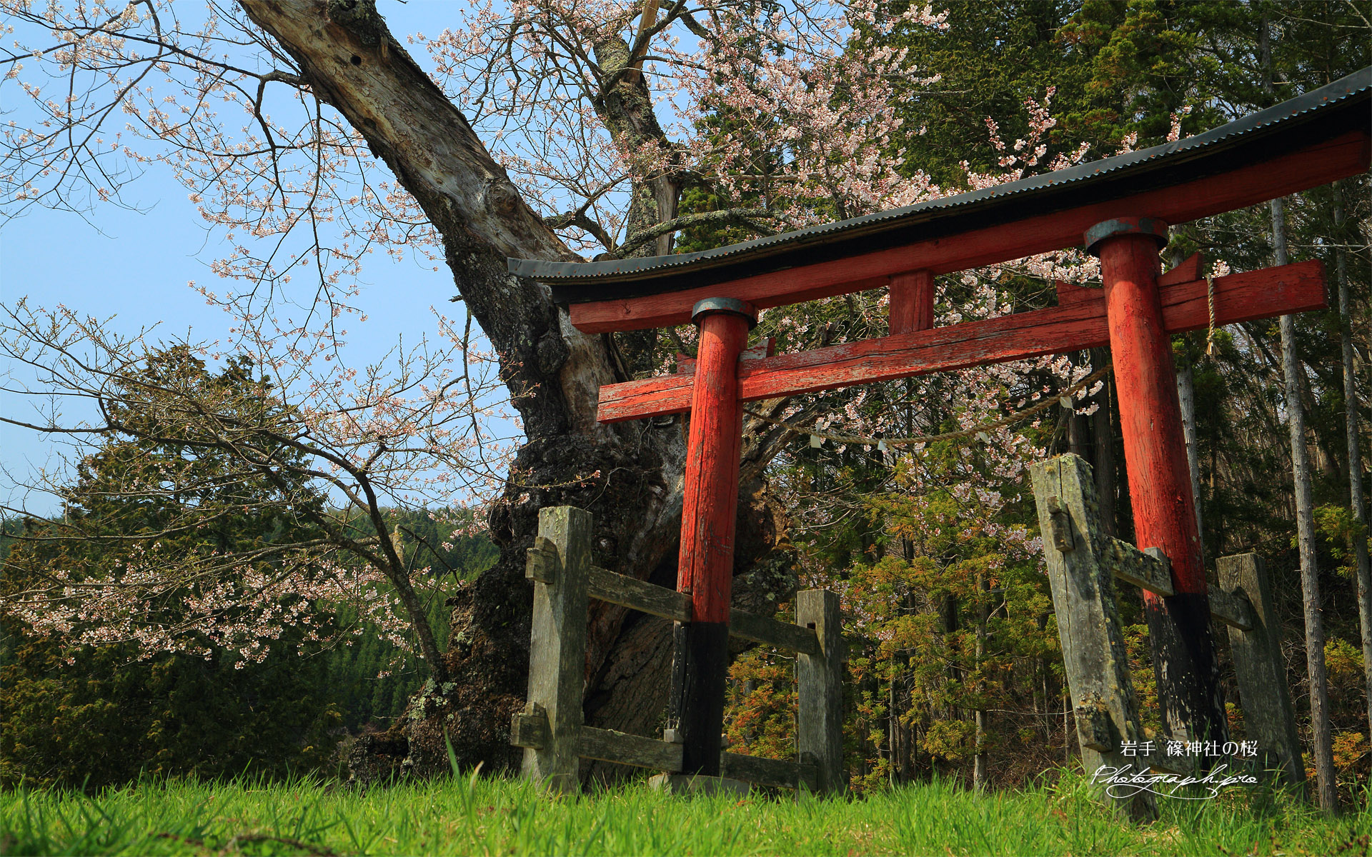 篠神社の桜