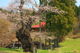 篠神社の桜