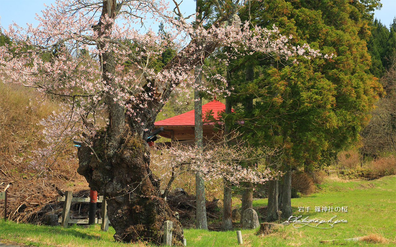 篠神社の桜 壁紙