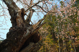 篠神社の桜