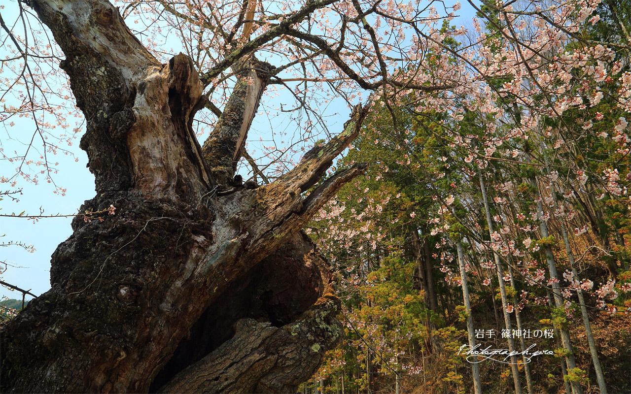 篠神社の桜 壁紙