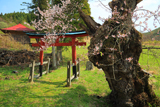 篠神社の桜