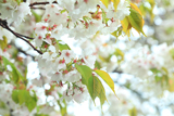 日光桜回遊