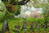 竜門寺跡のヤマザクラ