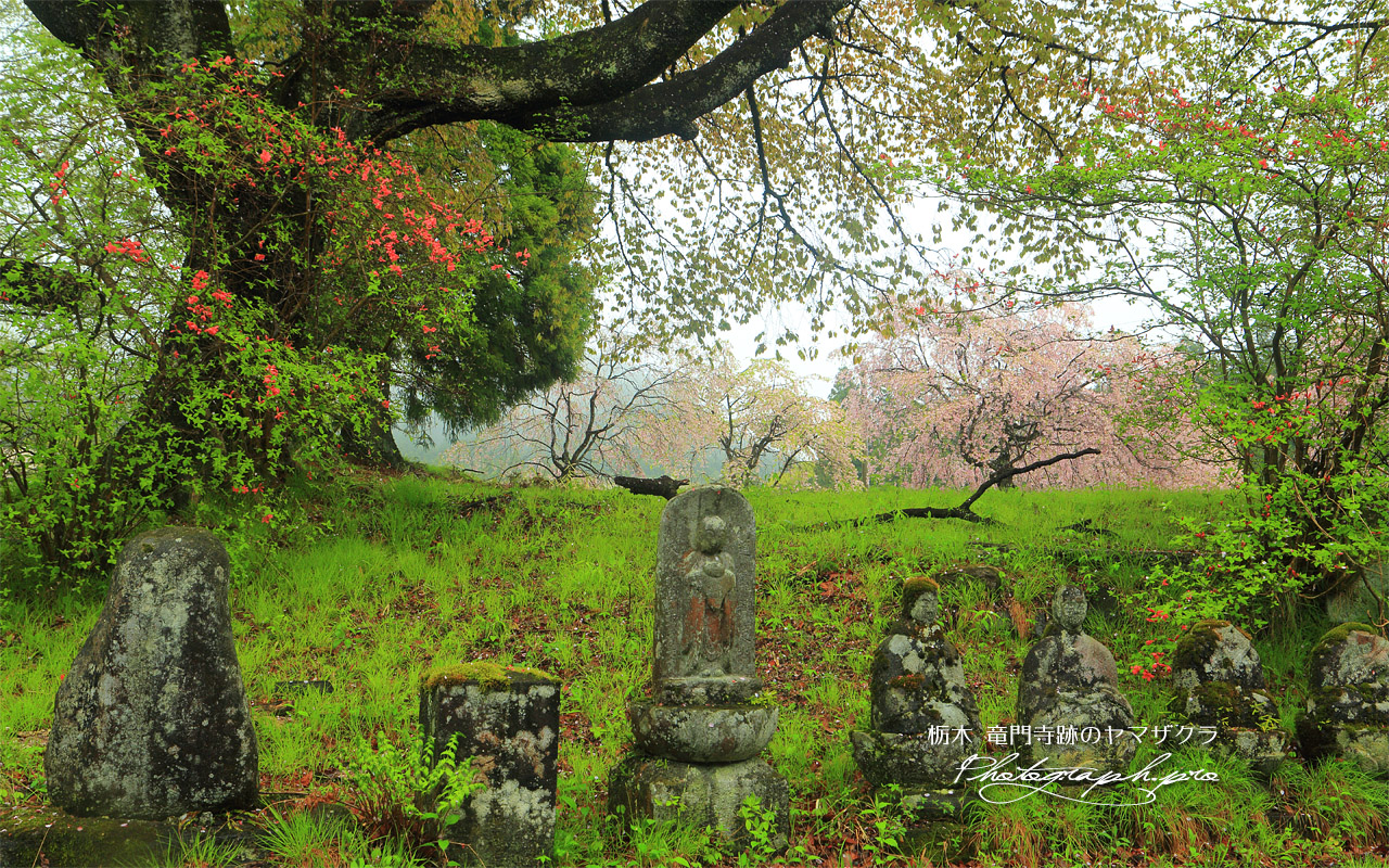 竜門寺跡のヤマザクラ 壁紙