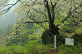 石割桜