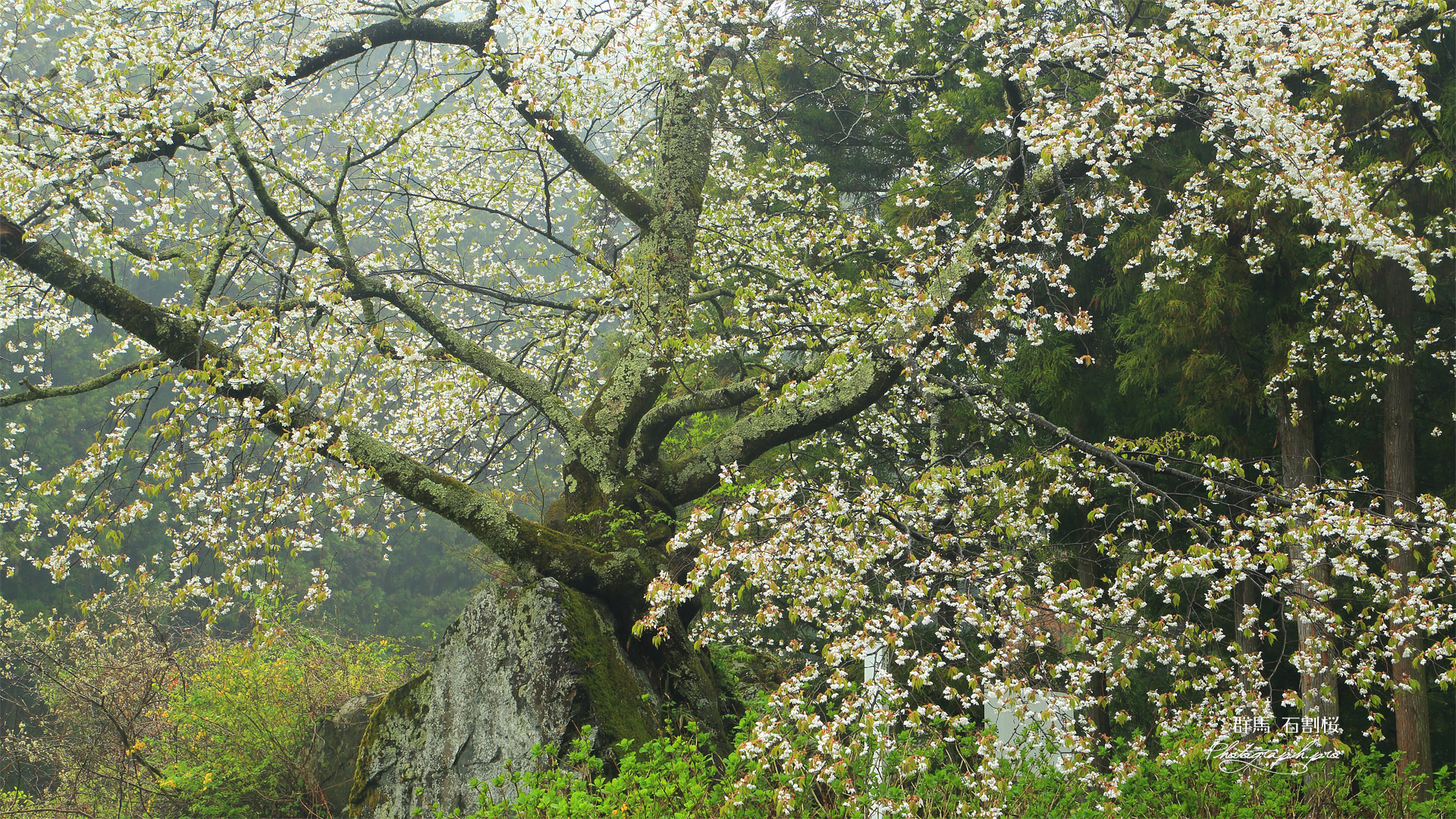 石割桜