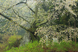 石割桜