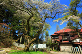 転法輪寺のしだれ桜
