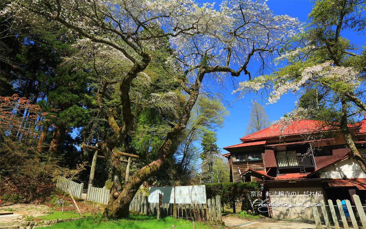 転法輪寺のしだれ桜 壁紙
