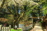 転法輪寺のしだれ桜
