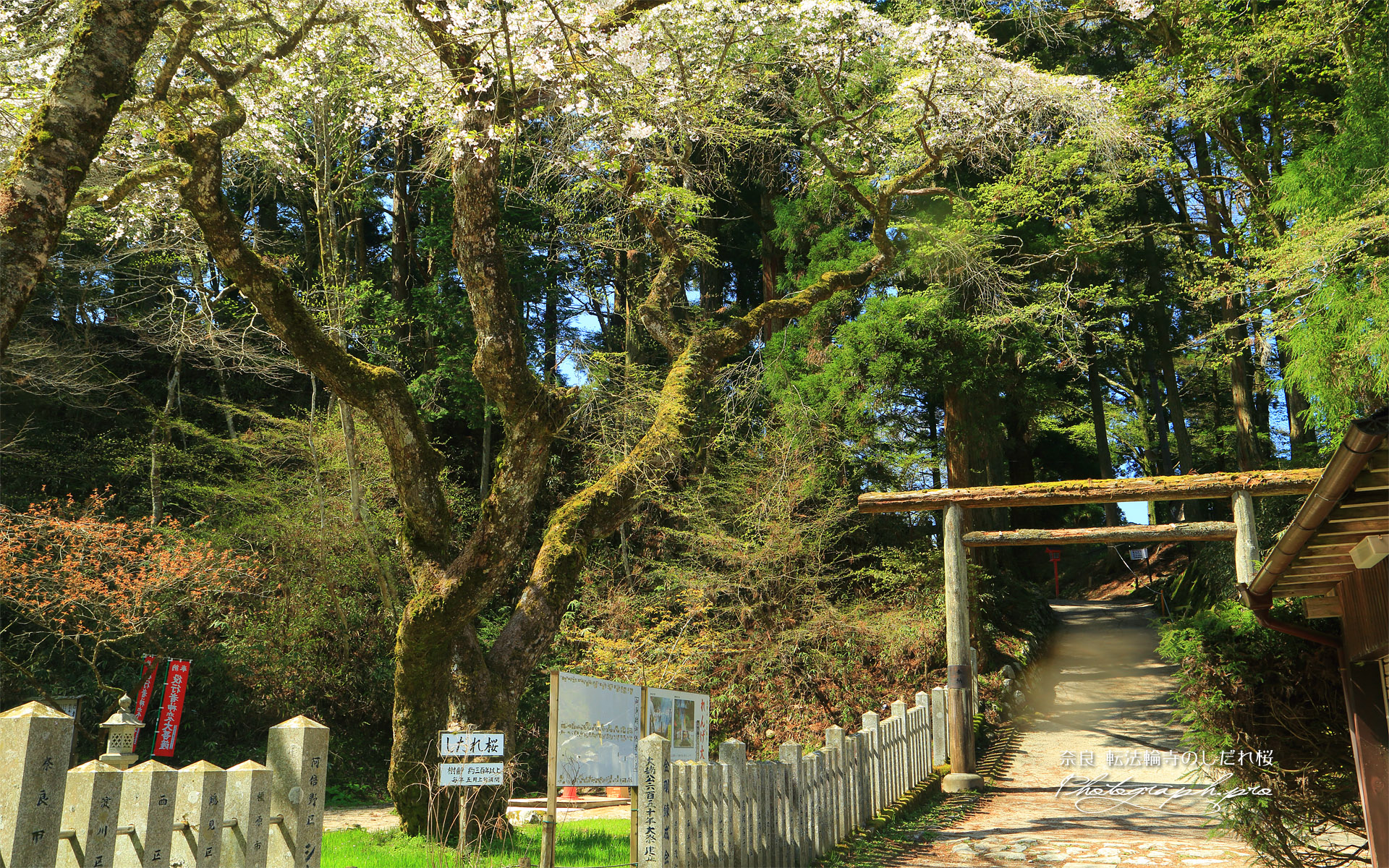 転法輪寺のしだれ桜