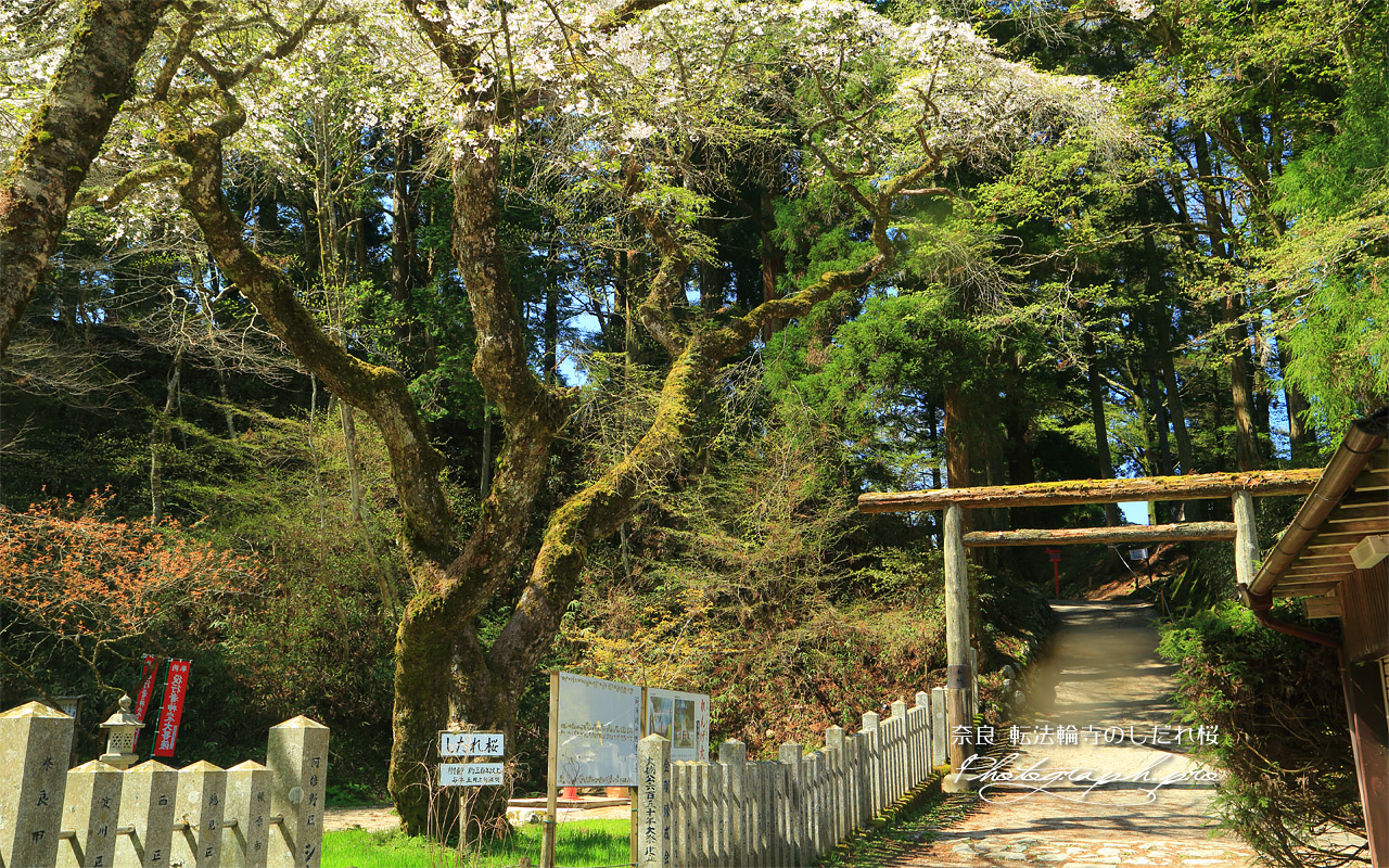 転法輪寺のしだれ桜 壁紙