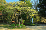 万博記念公園の桜